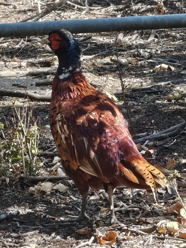Common Pheasant observed by jarvo