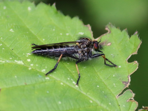 Stizolestes gayi