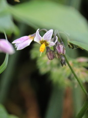 Solanum furcatum, photograph (c) Rodrigo Castillo Tapia, some rights reserved (CC BY)