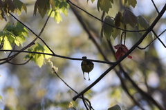 Setophaga discolor discolor