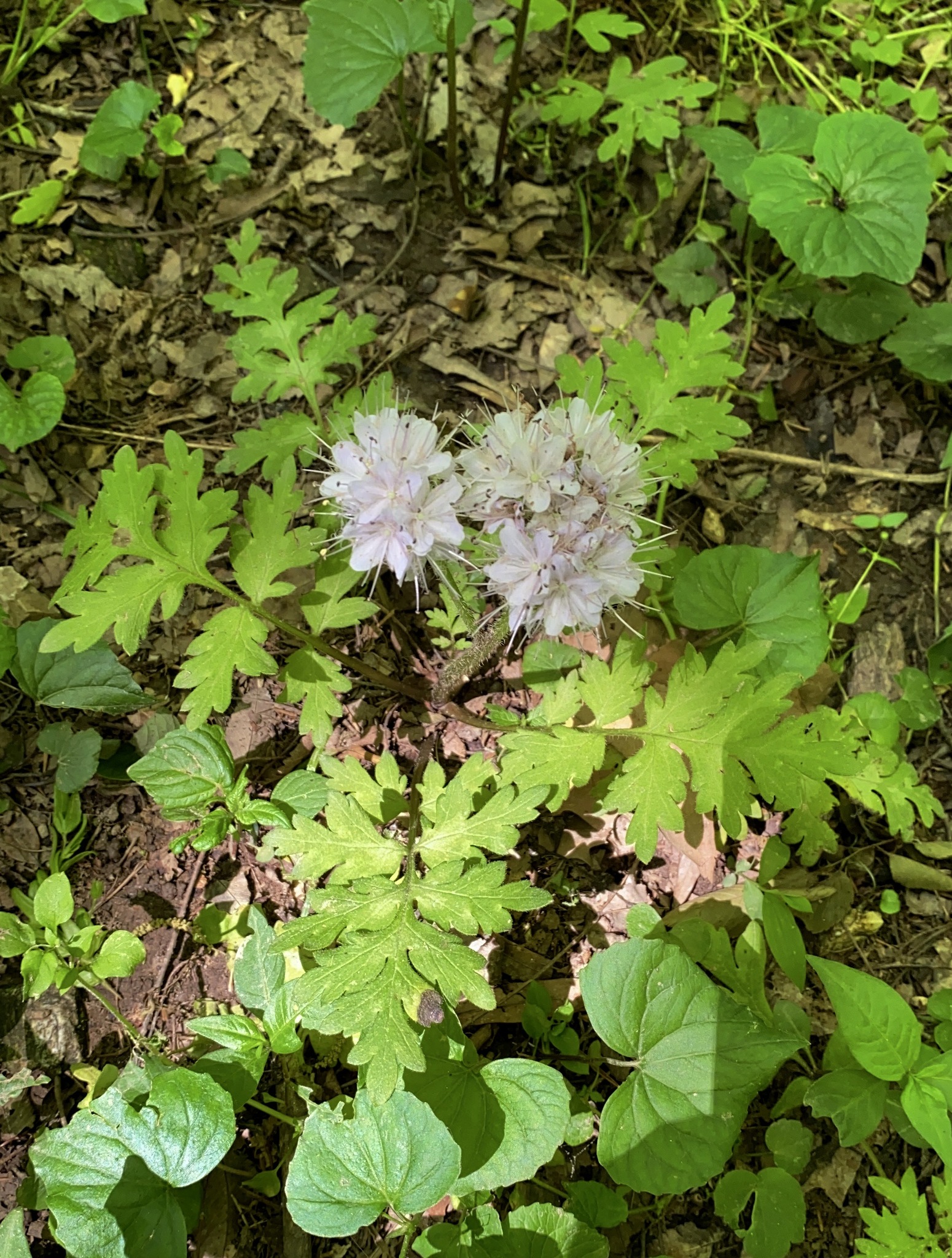 Hydrophyllum brownei