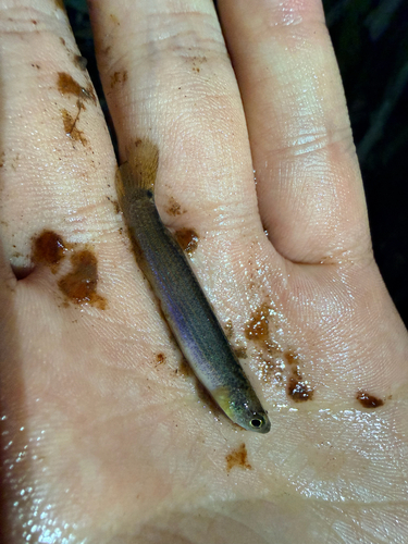 Smallfin rivulus (Anablepsoides micropus) — Rivulidae — 3