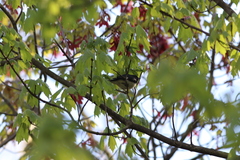 Setophaga caerulescens caerulescens