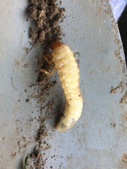 Coleoptera