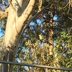 Myiopsitta monachus