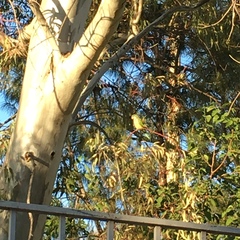 Myiopsitta monachus