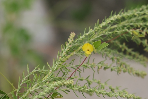 Dunbaria punctata observed 2026-08-13