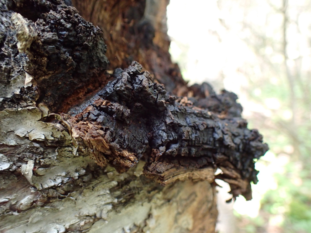 chaga · August 2026 · photo: Photo: no rights reserved · iNaturalist