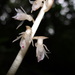 Rose Epipogium - Photo no rights reserved, uploaded by 葉子