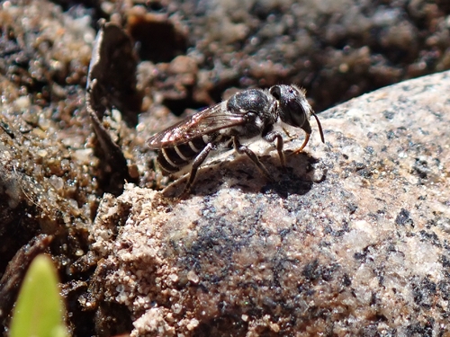 iNaturalist observation photo of Megachile angelarum