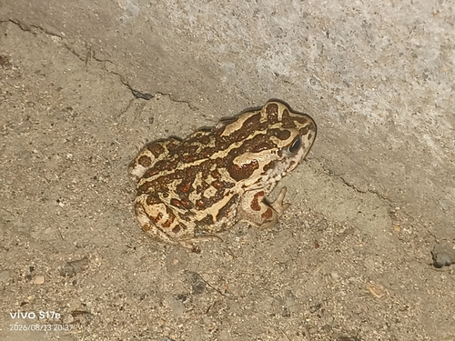 Mongolian Toad
