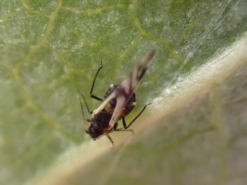 iNaturalist observation photo of Smoky Poplar Aphid