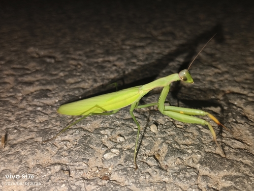 European Mantis