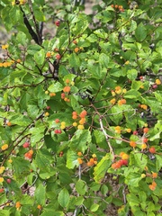 Grewia biloba, photograph (c) 振远 王, some rights reserved (CC BY)