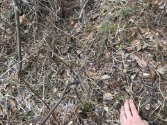 Microstoma protractum