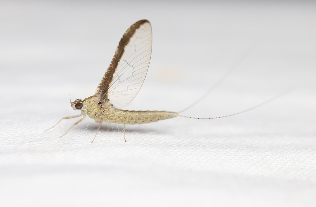 Callibaetis floridanus