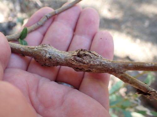 iNaturalist observation photo of small poplar borer