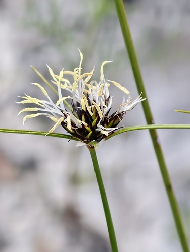 Schoenus curvifolius, 2026-08-13
