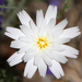 Desert Chicory - Photo (c) Alan Vernon, some rights reserved (CC BY)