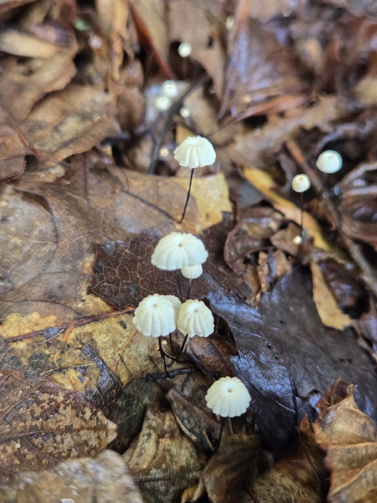 Marasmius capillaris · August 2026 · photo: Photo: (c) Alexander Diaz, some rights reserved (CC BY) · iNaturalist