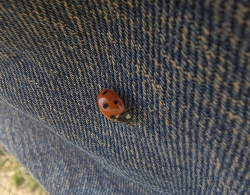 Seven-spotted Lady Beetle