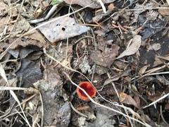 Microstoma protractum