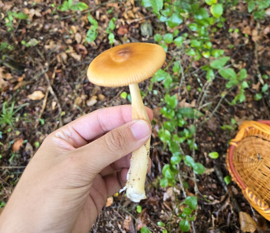 Tawny Grisette · August 2026 · photo: Photo: (c) Alexander Diaz, some rights reserved (CC BY) · iNaturalist