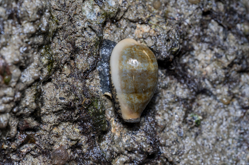 Cypraea ovum observed 2026-08-13