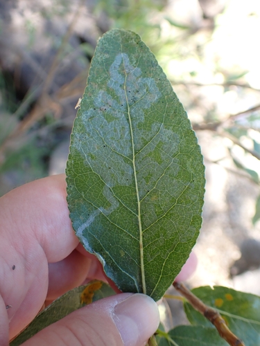 iNaturalist observation photo of Aspen Serpentine Leafminer Moth