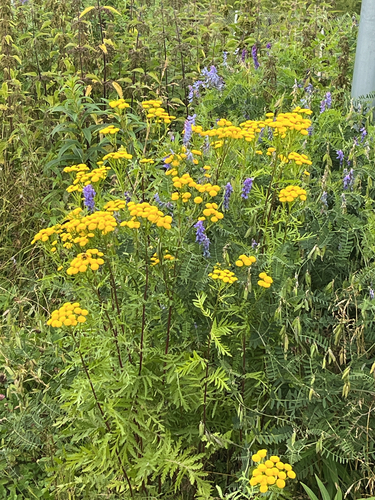 tansy