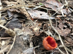 Microstoma protractum