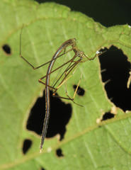 Ariamnes longissimus