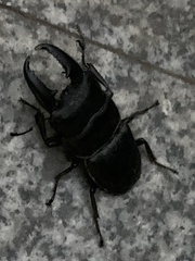 Serrognathus titanus platymelus
