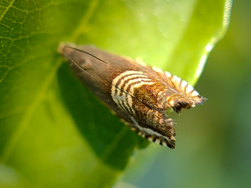 Eurasian Hemp Moth