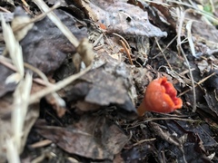 Microstoma protractum