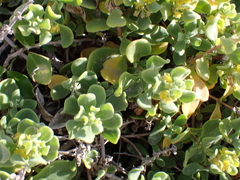 (c) ttsquid, some rights reserved (CC BY) Tetragonia decumbens, photograph (c) ttsquid, some rights reserved (CC BY)