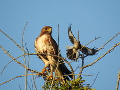 Buteo jamaicensis umbrinus