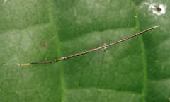 Ariamnes longissimus