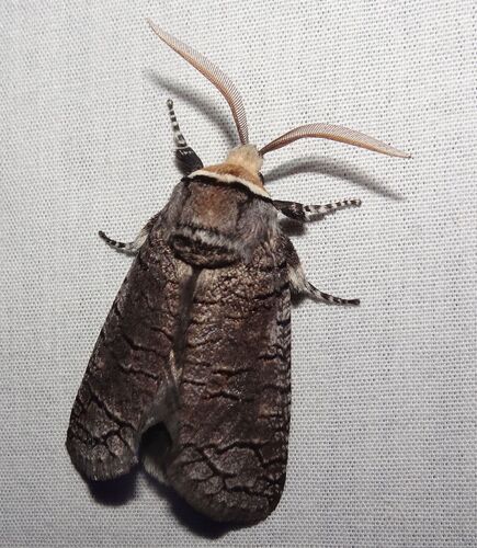 Zyganisus caliginosus