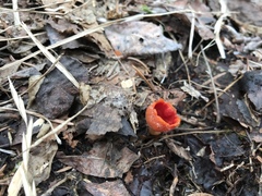 Microstoma protractum