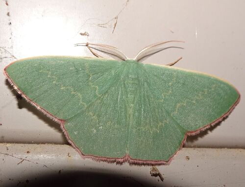Common Gum Emerald