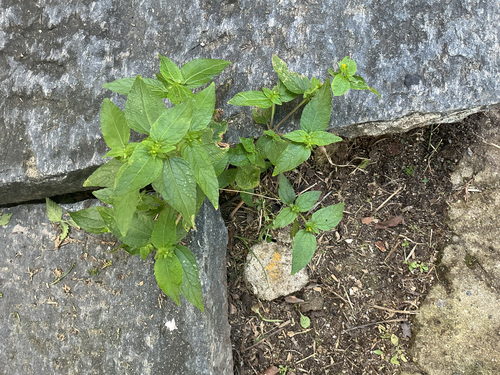 Eleutheranthera ruderalis observed 2026-08-13