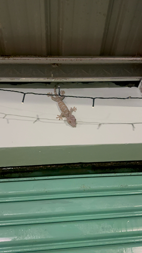 Tokay Gecko