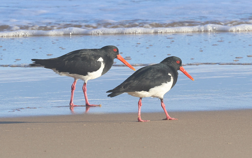 Pied Oystercatcher