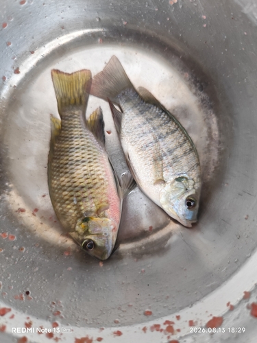 Redbelly Tilapia