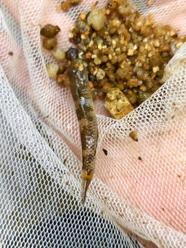 Leavelli Goby