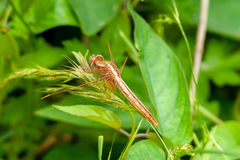 Crocothemis