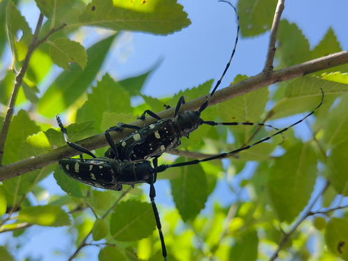 Asian Longhorned Beetle