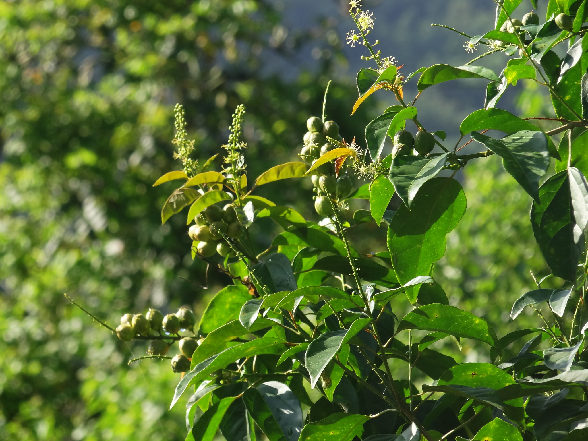 Croton tiglium L.