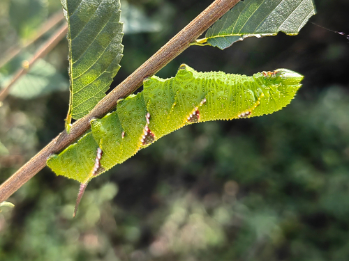 Callambulyx tatarinovii